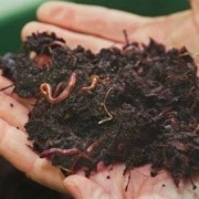 worms