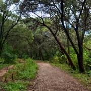 Caminhada Monsanto