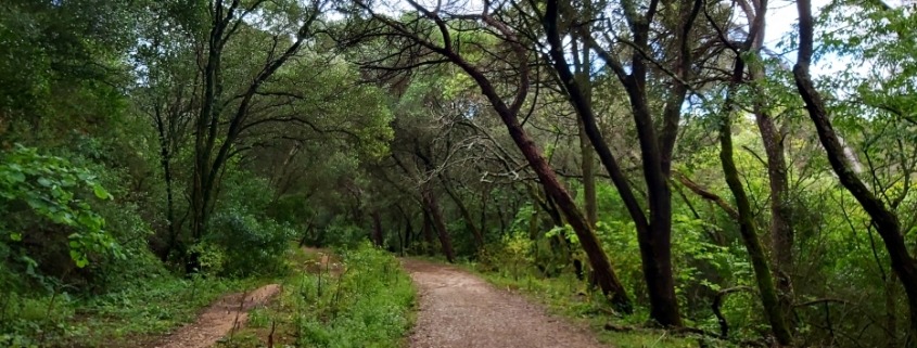 Caminhada Monsanto